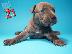 PoulaTo: Κουτάβια American Pit Bull Terrier